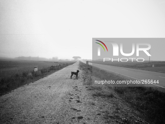 A dog, my companion on the journey along the Meseta, in Revenga de Campos, Spain, on December 2004 (