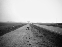 A dog, my companion on the journey along the Meseta, in Revenga de Campos, Spain, on December 2004 (