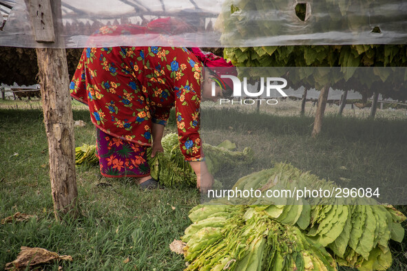 The tobacco garlands are left to dry for 10 months in greenhouses. 