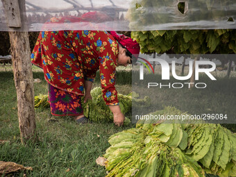 The tobacco garlands are left to dry for 10 months in greenhouses. (