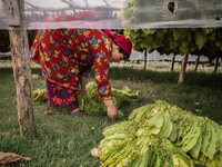 The tobacco garlands are left to dry for 10 months in greenhouses. (