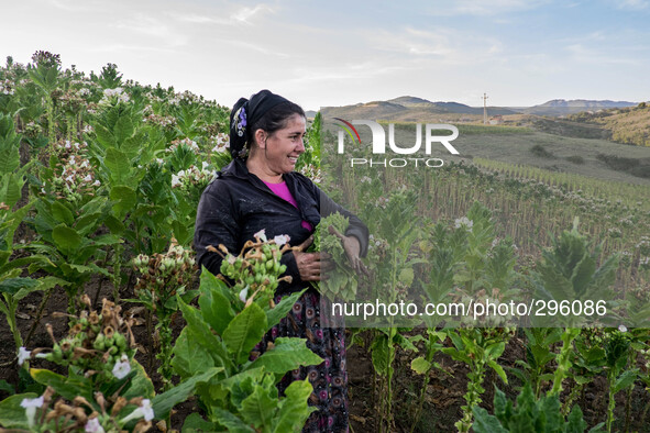 Work in tobacco fields starts very early in the morning. 