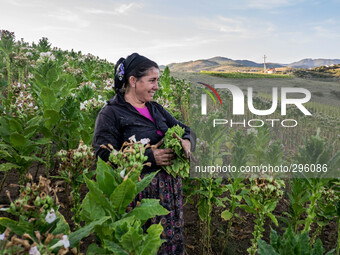 Work in tobacco fields starts very early in the morning. (