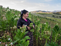 Work in tobacco fields starts very early in the morning. (