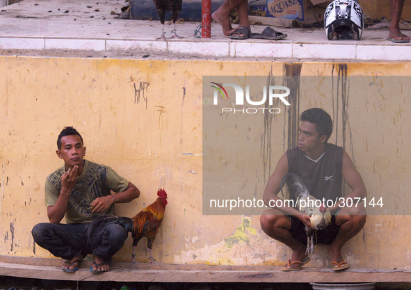 Chook fighting is the national sport in Timor Leste. 