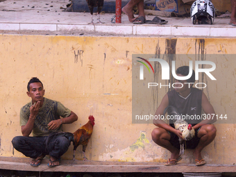 Chook fighting is the national sport in Timor Leste. (