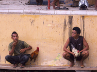 Chook fighting is the national sport in Timor Leste. (