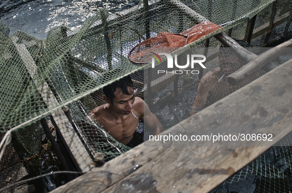 Phumi Moat Khla, Tonle Sap, Cambodia. Men work in small family maintained fish farms as a way to provide for their families. Hydropower dams...