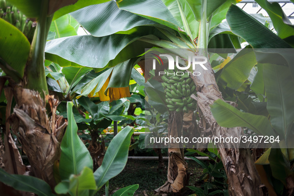  Banana trees in Greenhouse of the Agricultural University of Iceland in Hveragerdi. Greenhouses are heated by a natural geothermal system....