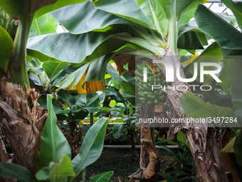  Banana trees in Greenhouse of the Agricultural University of Iceland in Hveragerdi. Greenhouses are heated by a natural geothermal system....