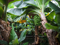  Banana trees in Greenhouse of the Agricultural University of Iceland in Hveragerdi. Greenhouses are heated by a natural geothermal system....