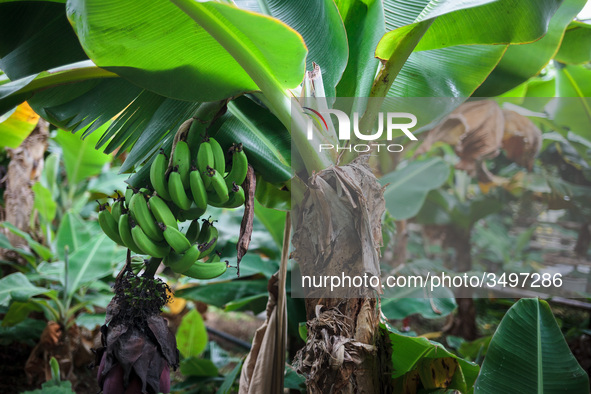  Banana trees in Greenhouse of the Agricultural University of Iceland in Hveragerdi. Greenhouses are heated by a natural geothermal system....