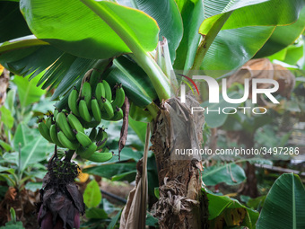  Banana trees in Greenhouse of the Agricultural University of Iceland in Hveragerdi. Greenhouses are heated by a natural geothermal system....