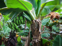  Banana trees in Greenhouse of the Agricultural University of Iceland in Hveragerdi. Greenhouses are heated by a natural geothermal system....