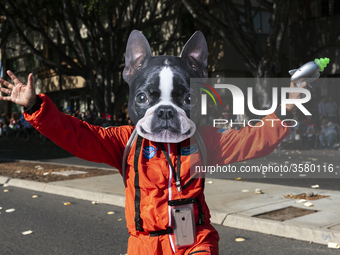 A participant wears a dog mask during the 41st annual Doo Dah Parade in Pasadena, California on November 18, 2018. The parade is known for i...