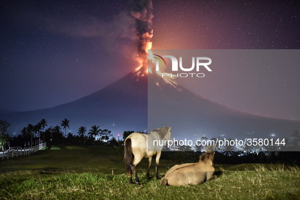 Horses roam a field as Mount Mayon erupts early morning in Camalig, Albay province, Philippines, January 23, 2018. Mount Mayon, the Philipin...