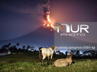 Horses roam a field as Mount Mayon erupts early morning in Camalig, Albay province, Philippines, January 23, 2018. Mount Mayon, the Philipin...