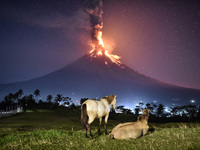 Horses roam a field as Mount Mayon erupts early morning in Camalig, Albay province, Philippines, January 23, 2018. Mount Mayon, the Philipin...