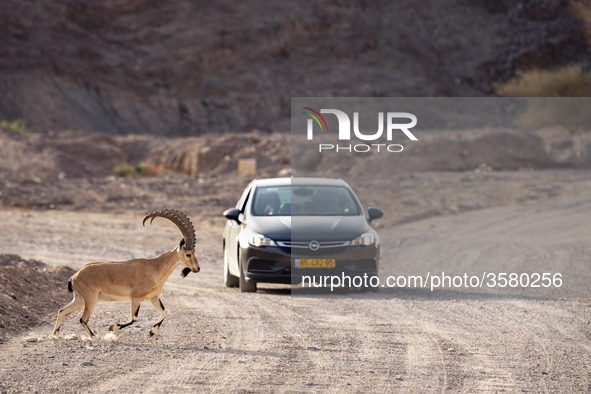 A motorist waits patiently while a desert mountain goat crosses a road in the mountains of Eilat, Israel on June 18, 2018. Eilat a popular t...