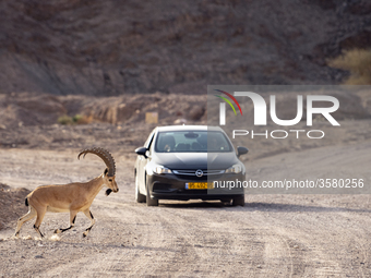 A motorist waits patiently while a desert mountain goat crosses a road in the mountains of Eilat, Israel on June 18, 2018. Eilat a popular t...