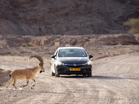 A motorist waits patiently while a desert mountain goat crosses a road in the mountains of Eilat, Israel on June 18, 2018. Eilat a popular t...