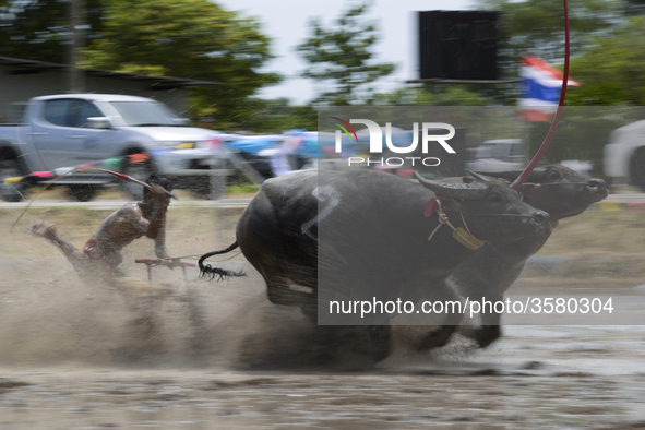 A Thai farmer competes in the Water Buffalo Racing Festival in Chonburi province, Thailand, July 15, 2018. 