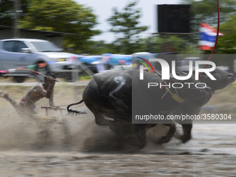 A Thai farmer competes in the Water Buffalo Racing Festival in Chonburi province, Thailand, July 15, 2018. (