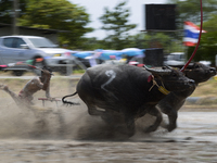 A Thai farmer competes in the Water Buffalo Racing Festival in Chonburi province, Thailand, July 15, 2018. (