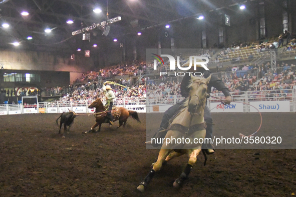 Cowboys in action during a Team Roping competion at the K-Days Rodeo in Edmonton.
On Sunday, July 22, 2018, in Edmonton, Alberta, Canada. 