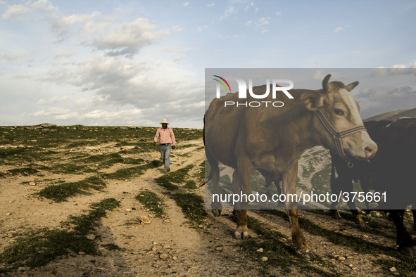 2014 - Hasankeyf - Breeder at work 