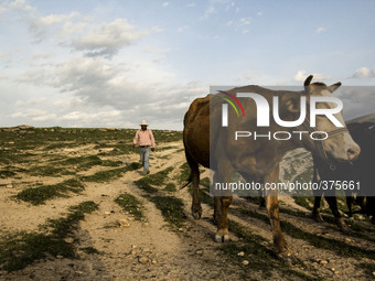 2014 - Hasankeyf - Breeder at work (