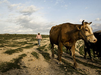 2014 - Hasankeyf - Breeder at work (