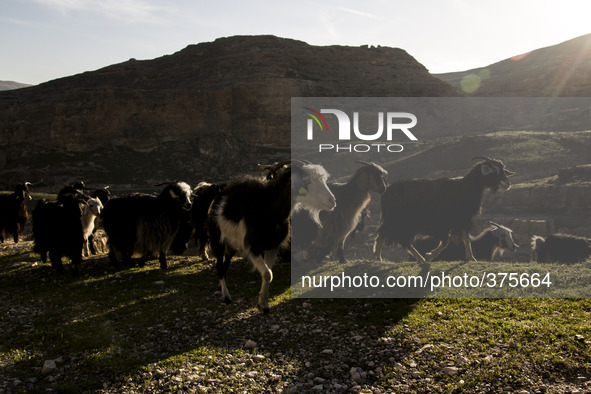 2014 - Hasankeyf - following the shepherd 