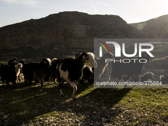 2014 - Hasankeyf - following the shepherd (