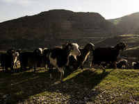 2014 - Hasankeyf - following the shepherd (