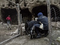 2014 - Hasankeyf - Shepherds (