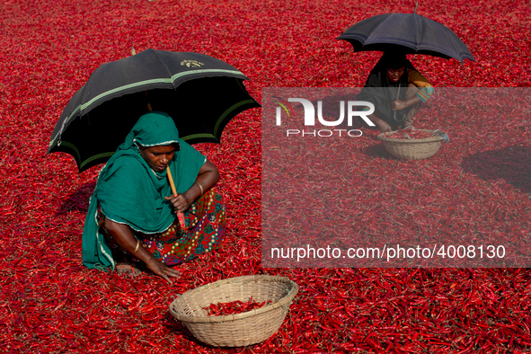 Women’s process and dry red chili pepper under sun near Jamuna river Bogra Bangladesh March 18, 2019. Every day they earn less than USD $1 (...