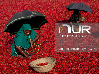 Women’s process and dry red chili pepper under sun near Jamuna river Bogra Bangladesh March 18, 2019. Every day they earn less than USD $1 (...