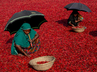 Women’s process and dry red chili pepper under sun near Jamuna river Bogra Bangladesh March 18, 2019. Every day they earn less than USD $1 (...