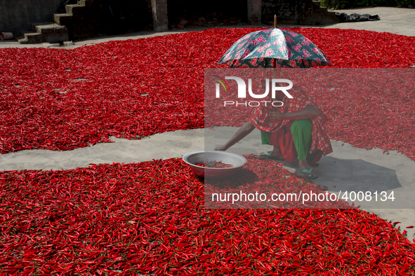 Women’s process and dry red chili pepper under sun near Jamuna river Bogra Bangladesh March 18, 2019. Every day they earn less than USD $1 (...