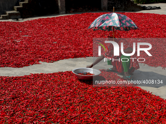 Women’s process and dry red chili pepper under sun near Jamuna river Bogra Bangladesh March 18, 2019. Every day they earn less than USD $1 (...