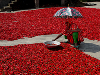 Women’s process and dry red chili pepper under sun near Jamuna river Bogra Bangladesh March 18, 2019. Every day they earn less than USD $1 (...