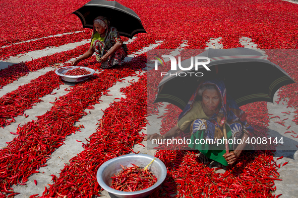 Women’s process and dry red chili pepper under sun near Jamuna river Bogra Bangladesh March 18, 2019. Every day they earn less than USD $1 (...