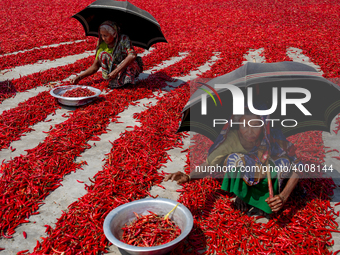 Women’s process and dry red chili pepper under sun near Jamuna river Bogra Bangladesh March 18, 2019. Every day they earn less than USD $1 (...