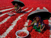 Women’s process and dry red chili pepper under sun near Jamuna river Bogra Bangladesh March 18, 2019. Every day they earn less than USD $1 (...