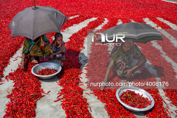 Women’s process and dry red chili pepper under sun near Jamuna river Bogra Bangladesh March 18, 2019. Every day they earn less than USD $1 (...