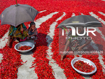 Women’s process and dry red chili pepper under sun near Jamuna river Bogra Bangladesh March 18, 2019. Every day they earn less than USD $1 (...