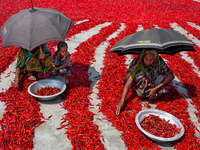 Women’s process and dry red chili pepper under sun near Jamuna river Bogra Bangladesh March 18, 2019. Every day they earn less than USD $1 (...