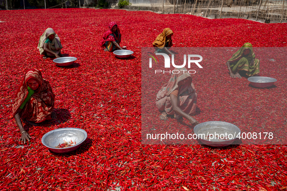 Women’s process and dry red chili pepper under sun near Jamuna river Bogra Bangladesh March 18, 2019. Every day they earn less than USD $1 (...