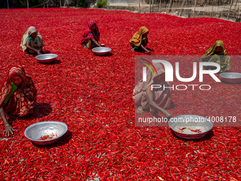 Women’s process and dry red chili pepper under sun near Jamuna river Bogra Bangladesh March 18, 2019. Every day they earn less than USD $1 (...